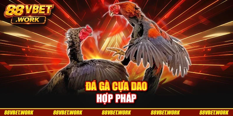 Đá gà cựa dao hợp pháp Đá gà cựa dao hợp pháp